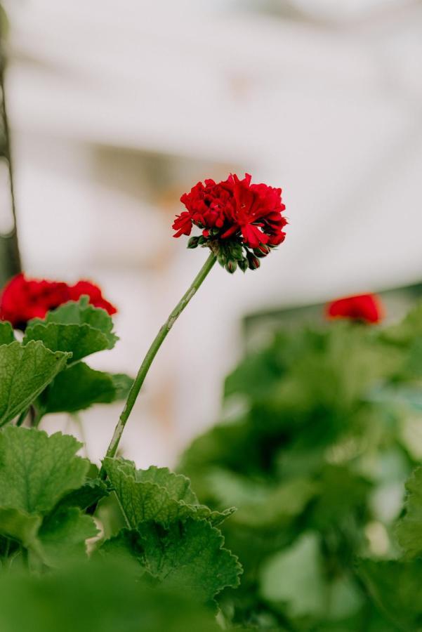 Masseria Agriturismo Il Sorriso Degli Ulivi - Dimora Di Charme Gallipoli Bagian luar foto