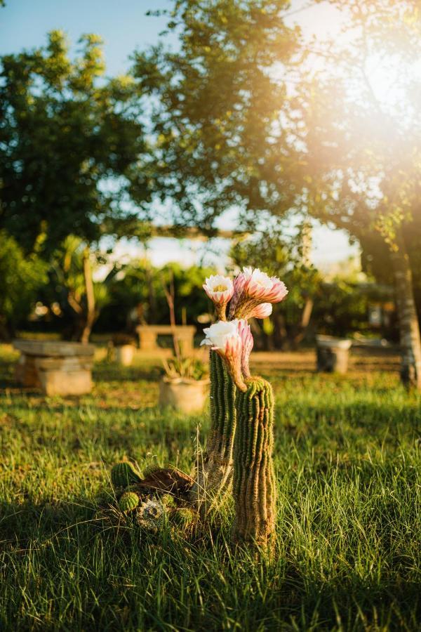 Masseria Agriturismo Il Sorriso Degli Ulivi - Dimora Di Charme Gallipoli Bagian luar foto